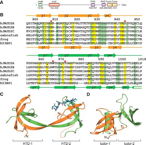 proteine tudor|tudor methylation function.